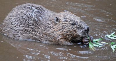 Conservationists express delight at beaver trial success